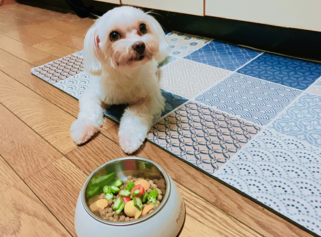 ★手作りご飯を老犬に与える場合の注意点。食材やタンパク質の量など。