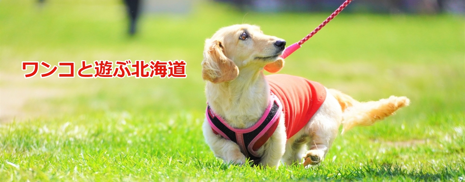 愛犬を長寿にするサプリメント「Ta-Ta(タータ)初回お試し」を使ってみた（レビュー紹介）